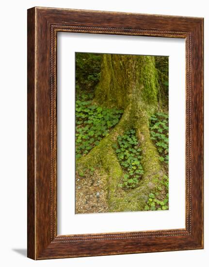 USA, California, Redwoods National Park. Clover at Tree Base-Cathy & Gordon Illg-Framed Photographic Print