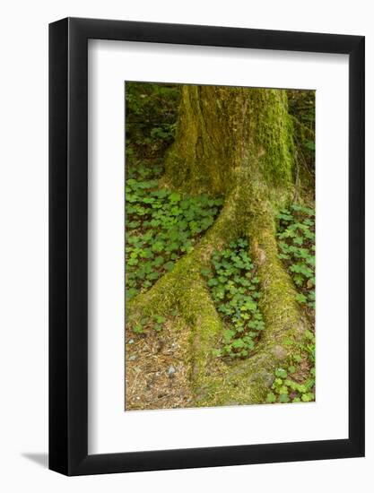 USA, California, Redwoods National Park. Clover at Tree Base-Cathy & Gordon Illg-Framed Photographic Print