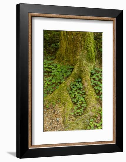 USA, California, Redwoods National Park. Clover at Tree Base-Cathy & Gordon Illg-Framed Photographic Print