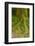 USA, California, Redwoods National Park. Clover at Tree Base-Cathy & Gordon Illg-Framed Photographic Print