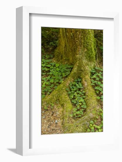 USA, California, Redwoods National Park. Clover at Tree Base-Cathy & Gordon Illg-Framed Photographic Print