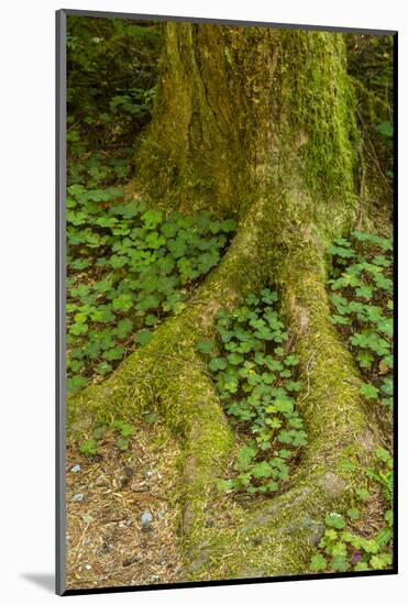 USA, California, Redwoods National Park. Clover at Tree Base-Cathy & Gordon Illg-Mounted Photographic Print