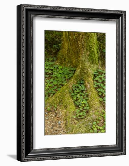 USA, California, Redwoods National Park. Clover at Tree Base-Cathy & Gordon Illg-Framed Photographic Print