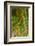 USA, California, Redwoods National Park. Clover at Tree Base-Cathy & Gordon Illg-Framed Photographic Print