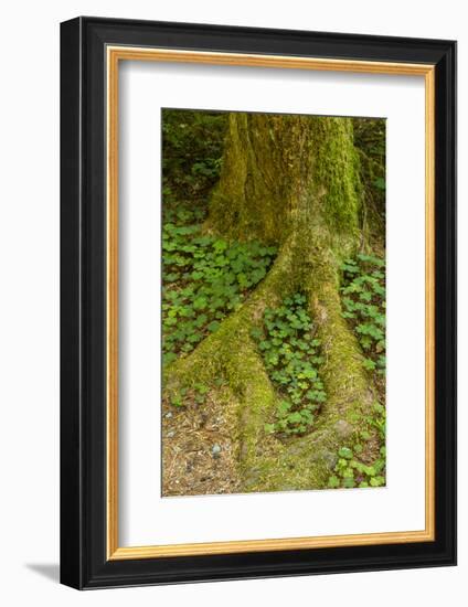 USA, California, Redwoods National Park. Clover at Tree Base-Cathy & Gordon Illg-Framed Photographic Print