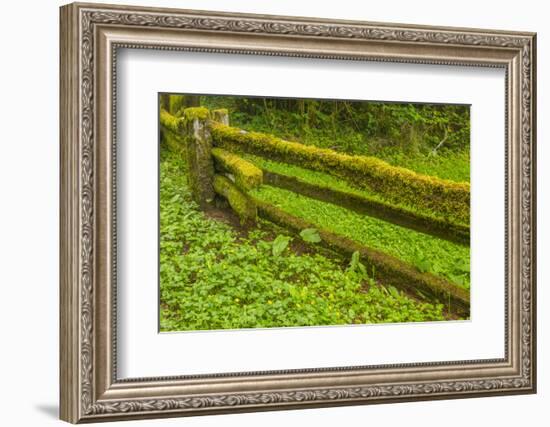 USA, California, Redwoods National Park. Moss-Covered Fence-Cathy & Gordon Illg-Framed Photographic Print