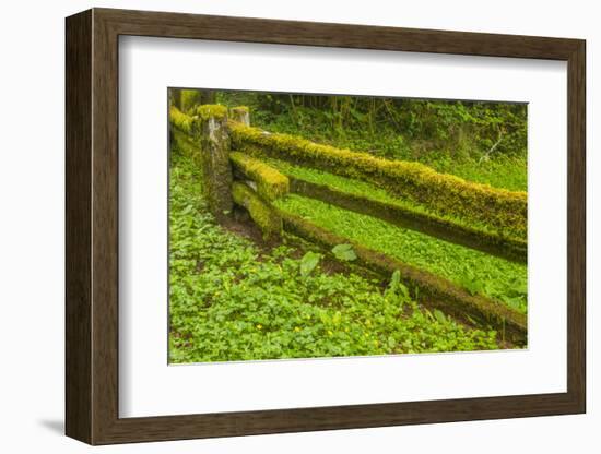 USA, California, Redwoods National Park. Moss-Covered Fence-Cathy & Gordon Illg-Framed Photographic Print