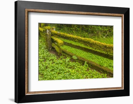 USA, California, Redwoods National Park. Moss-Covered Fence-Cathy & Gordon Illg-Framed Photographic Print