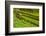 USA, California, Redwoods National Park. Moss-Covered Fence-Cathy & Gordon Illg-Framed Photographic Print