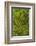 USA, California, Redwoods National Park. Mossy Limbs in Forest-Cathy & Gordon Illg-Framed Photographic Print