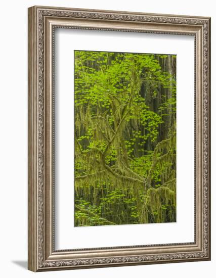 USA, California, Redwoods National Park. Mossy Limbs in Forest-Cathy & Gordon Illg-Framed Photographic Print