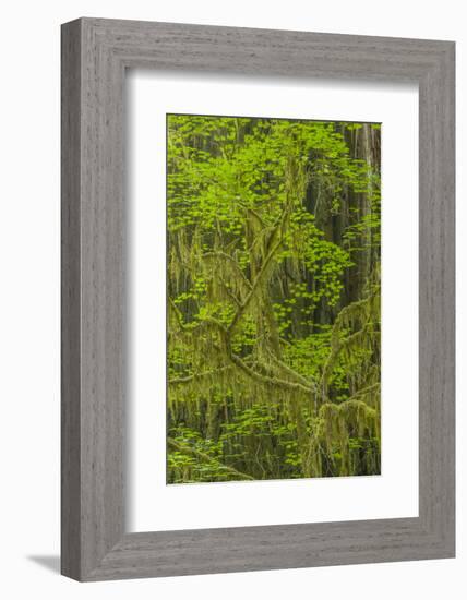 USA, California, Redwoods National Park. Mossy Limbs in Forest-Cathy & Gordon Illg-Framed Photographic Print