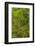 USA, California, Redwoods National Park. Mossy Limbs in Forest-Cathy & Gordon Illg-Framed Photographic Print