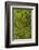 USA, California, Redwoods National Park. Mossy Limbs in Forest-Cathy & Gordon Illg-Framed Photographic Print