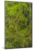 USA, California, Redwoods National Park. Mossy Limbs in Forest-Cathy & Gordon Illg-Mounted Photographic Print