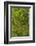 USA, California, Redwoods National Park. Mossy Limbs in Forest-Cathy & Gordon Illg-Framed Photographic Print