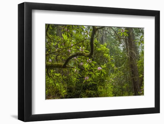 USA, California, Redwoods National Park. Rhododendrons in Forest-Cathy & Gordon Illg-Framed Photographic Print