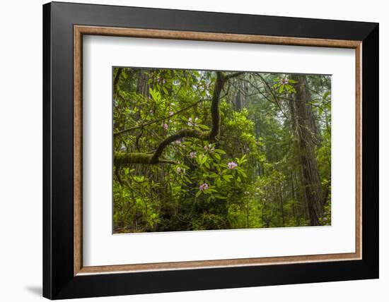 USA, California, Redwoods National Park. Rhododendrons in Forest-Cathy & Gordon Illg-Framed Photographic Print