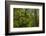 USA, California, Redwoods National Park. Rhododendrons in Forest-Cathy & Gordon Illg-Framed Photographic Print