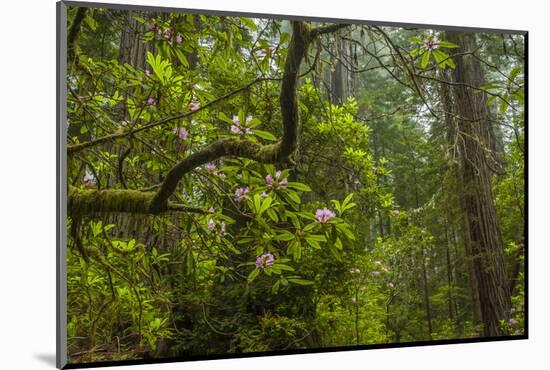 USA, California, Redwoods National Park. Rhododendrons in Forest-Cathy & Gordon Illg-Mounted Photographic Print