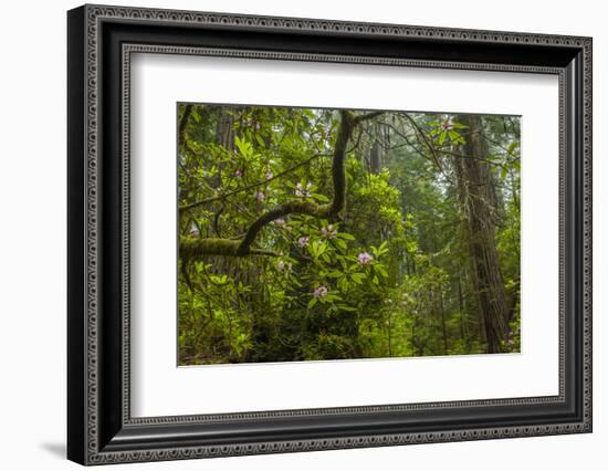 USA, California, Redwoods National Park. Rhododendrons in Forest-Cathy & Gordon Illg-Framed Photographic Print