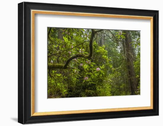 USA, California, Redwoods National Park. Rhododendrons in Forest-Cathy & Gordon Illg-Framed Photographic Print