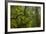 USA, California, Redwoods National Park. Rhododendrons in Forest-Cathy & Gordon Illg-Framed Photographic Print