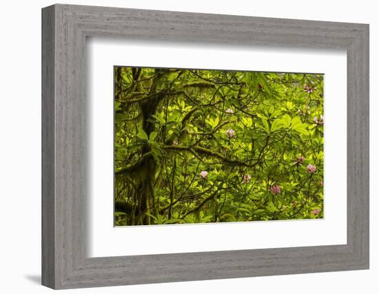 USA, California, Redwoods National Park. Rhododendrons in Forest-Cathy & Gordon Illg-Framed Photographic Print