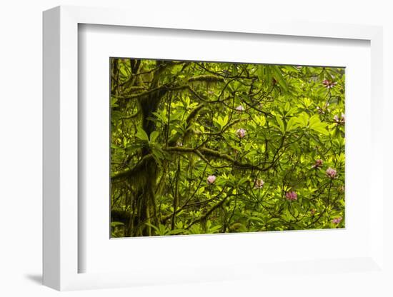 USA, California, Redwoods National Park. Rhododendrons in Forest-Cathy & Gordon Illg-Framed Photographic Print