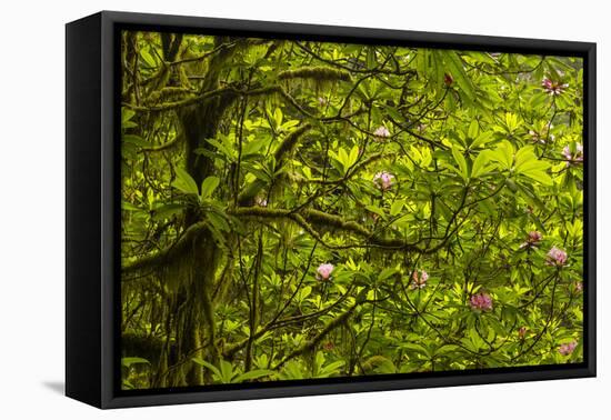 USA, California, Redwoods National Park. Rhododendrons in Forest-Cathy & Gordon Illg-Framed Premier Image Canvas