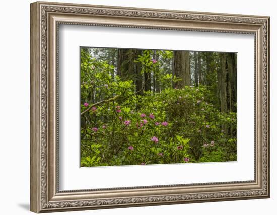 USA, California, Redwoods National Park. Rhododendrons in Forest-Cathy & Gordon Illg-Framed Photographic Print