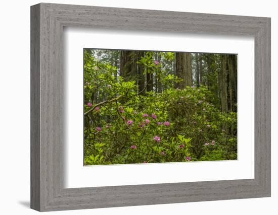 USA, California, Redwoods National Park. Rhododendrons in Forest-Cathy & Gordon Illg-Framed Photographic Print