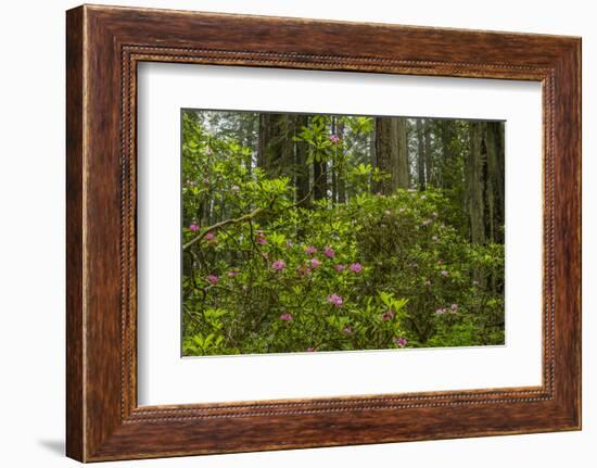 USA, California, Redwoods National Park. Rhododendrons in Forest-Cathy & Gordon Illg-Framed Photographic Print