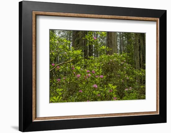 USA, California, Redwoods National Park. Rhododendrons in Forest-Cathy & Gordon Illg-Framed Photographic Print