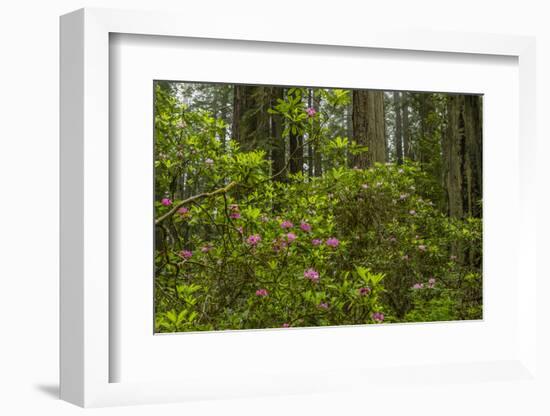 USA, California, Redwoods National Park. Rhododendrons in Forest-Cathy & Gordon Illg-Framed Photographic Print