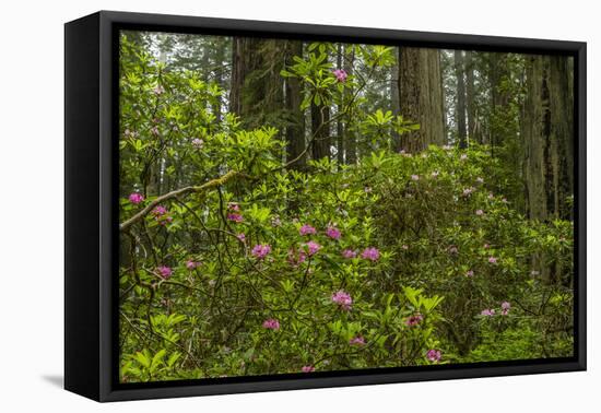 USA, California, Redwoods National Park. Rhododendrons in Forest-Cathy & Gordon Illg-Framed Premier Image Canvas