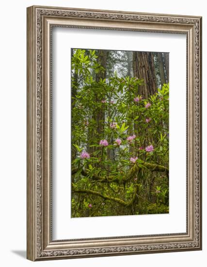 USA, California, Redwoods National Park. Rhododendrons in Forest-Cathy & Gordon Illg-Framed Photographic Print