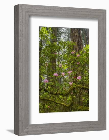 USA, California, Redwoods National Park. Rhododendrons in Forest-Cathy & Gordon Illg-Framed Photographic Print