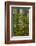 USA, California, Redwoods National Park. Rhododendrons in Forest-Cathy & Gordon Illg-Framed Photographic Print