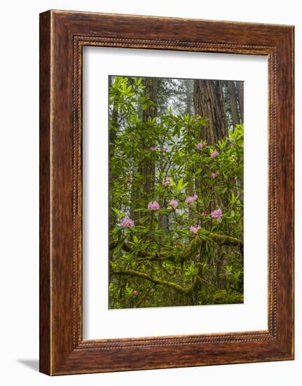 USA, California, Redwoods National Park. Rhododendrons in Forest-Cathy & Gordon Illg-Framed Photographic Print