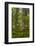 USA, California, Redwoods National Park. Rhododendrons in Forest-Cathy & Gordon Illg-Framed Photographic Print