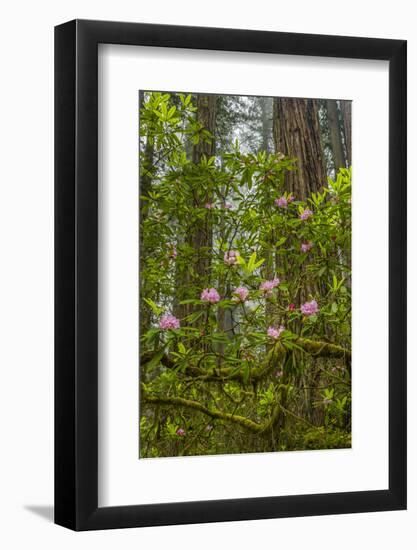 USA, California, Redwoods National Park. Rhododendrons in Forest-Cathy & Gordon Illg-Framed Photographic Print