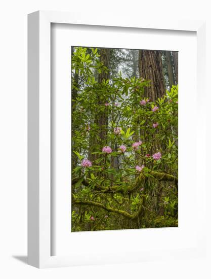 USA, California, Redwoods National Park. Rhododendrons in Forest-Cathy & Gordon Illg-Framed Photographic Print