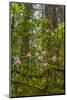 USA, California, Redwoods National Park. Rhododendrons in Forest-Cathy & Gordon Illg-Mounted Photographic Print