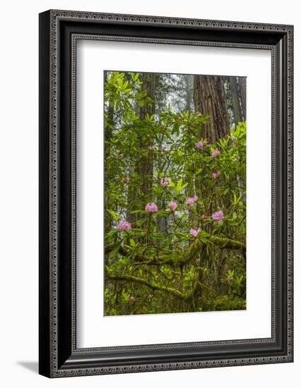 USA, California, Redwoods National Park. Rhododendrons in Forest-Cathy & Gordon Illg-Framed Photographic Print