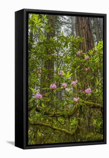 USA, California, Redwoods National Park. Rhododendrons in Forest-Cathy & Gordon Illg-Framed Premier Image Canvas