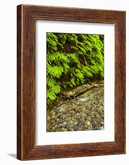 USA, California, Redwoods National Park. Scenic of Fern Creek-Cathy & Gordon Illg-Framed Photographic Print