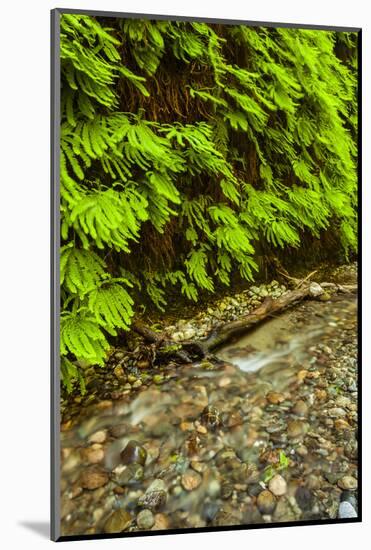 USA, California, Redwoods National Park. Scenic of Fern Creek-Cathy & Gordon Illg-Mounted Photographic Print