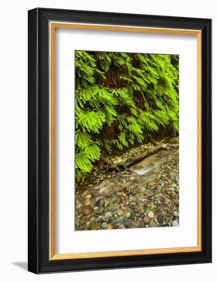 USA, California, Redwoods National Park. Scenic of Fern Creek-Cathy & Gordon Illg-Framed Photographic Print