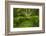 USA, California, Redwoods NP. Ferns and Mossy Trees in Forest-Cathy & Gordon Illg-Framed Photographic Print